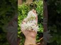 Ma Inti Mallechettu Jasmine Malligaipoo Mallepuvu Mogra Flowers Myhomestories Plantcare
