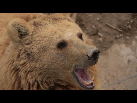 Video Thumbnail: Rescuing Armenia's captive bears kept as status symbols by the ultra-rich | AFP