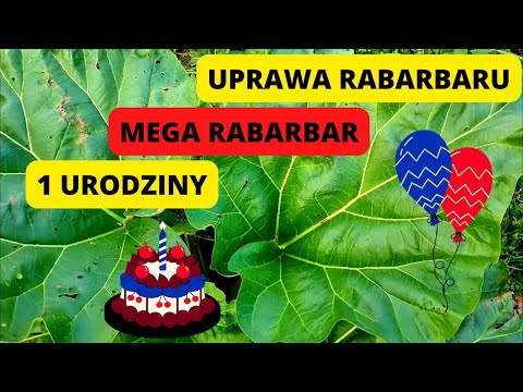 Mega wielki!! Rabarbar jesienią Wrzesień w ogrodzie Uprawa rabarbaru Tajemnica uprawy rabarbaru