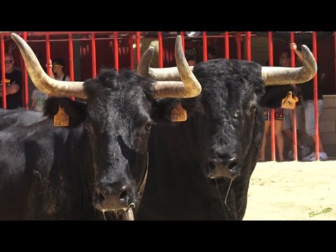 2019 ALCASSER 02 en HD ENTRA Ganaderia El Salero 2