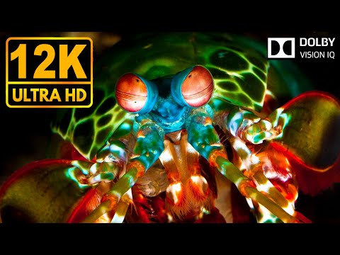 Underwater World 12K HDR 60fps ( Dolby Vision )