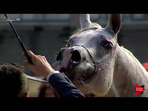 N.52 NATISSE REGALIS - Bergamo 2018 - 4-7 Years Old Mares (Class 7)