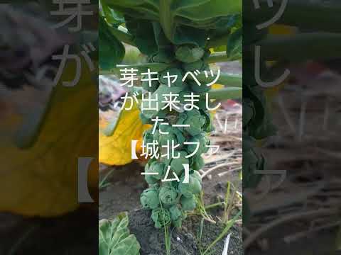 園芸 芽キャベツ