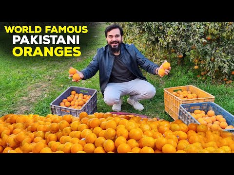 World Famous Pakistani Oranges Production | Sargodha | Mateela