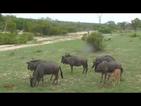 Djuma: Wildebeest with two young ones - 17:50 - 12/30/18