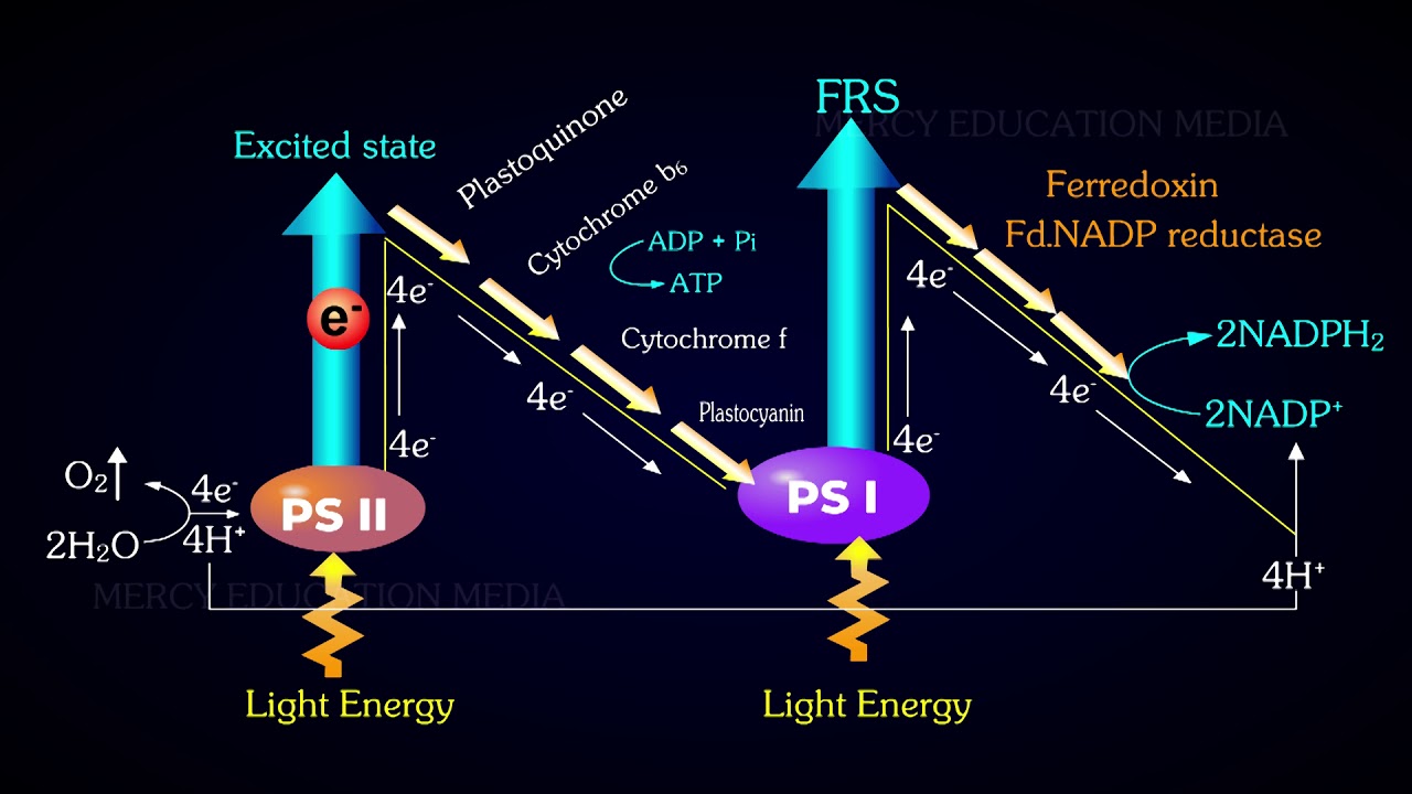 Cyclic and Noncyclic Photophosphorylation
