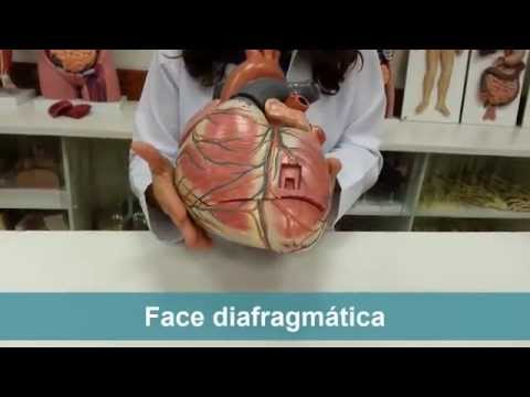 download lagu mp3 mp4 Faces Do Coração, download lagu Faces Do Coração gratis, unduh video klip Faces Do Coração