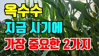 옥수수 지금 중요하게 해야할 <b class="sch_word">2</b>가지 꼭 하세요