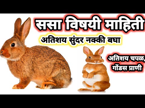 sasa chi mahiti | sasa vishay mahiti | sasha chi mahiti | sabse chi mahiti | sasa mahiti | sasa