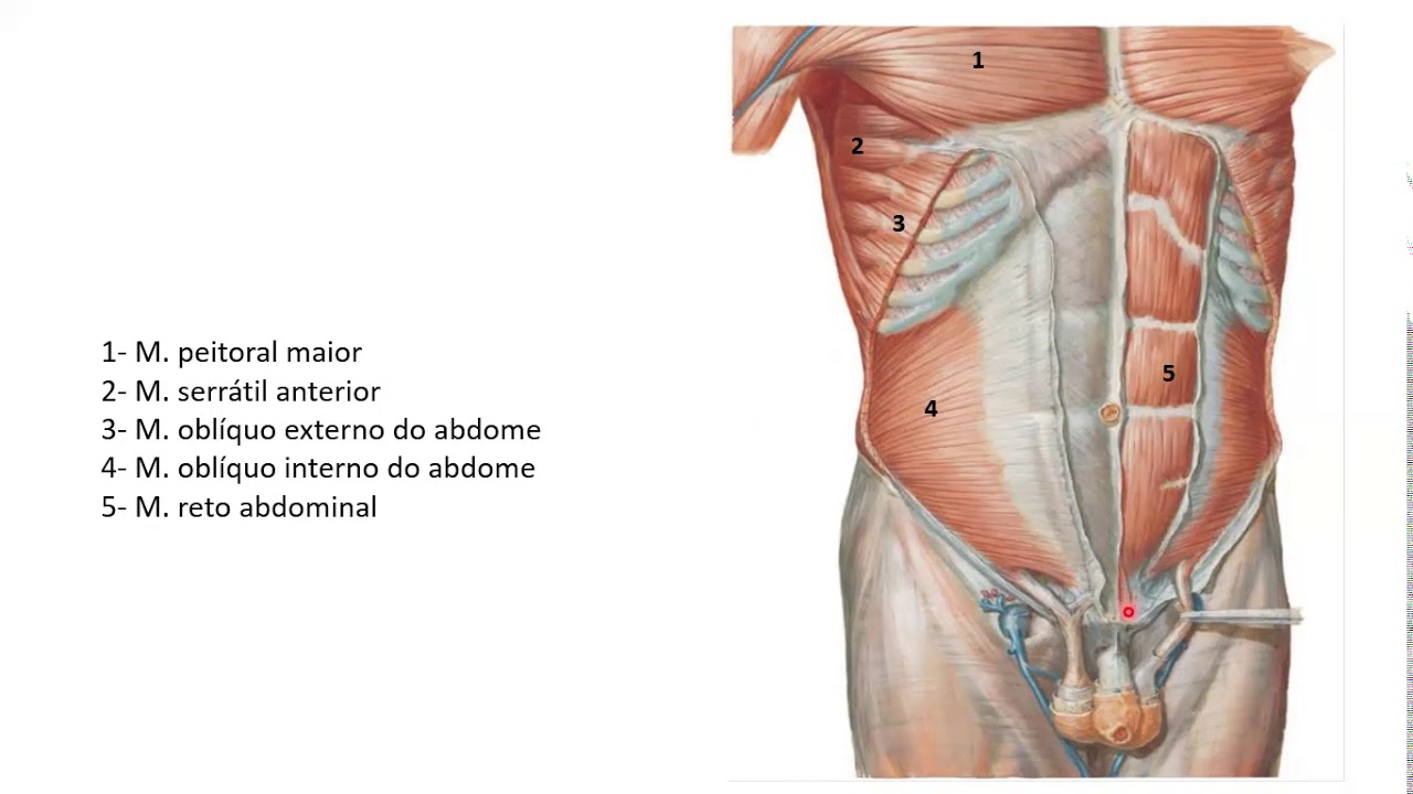 Músculos do tórax, abdome e dorso