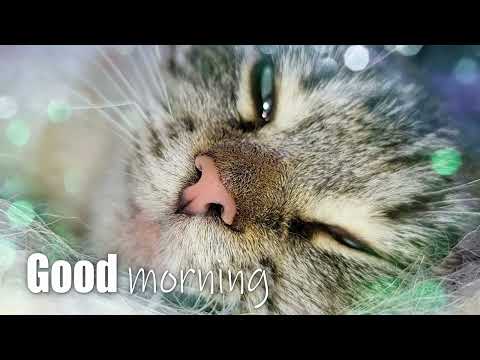 ✅Good morning✅Good Day✅Good Mood #morning #goodmorning #cutecats  #cutecatsvideoshort