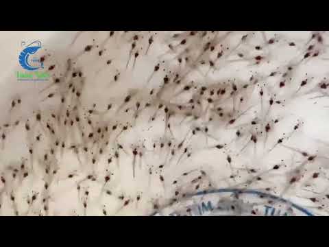 Dòng SIS Tôm Giống Tuấn Vân