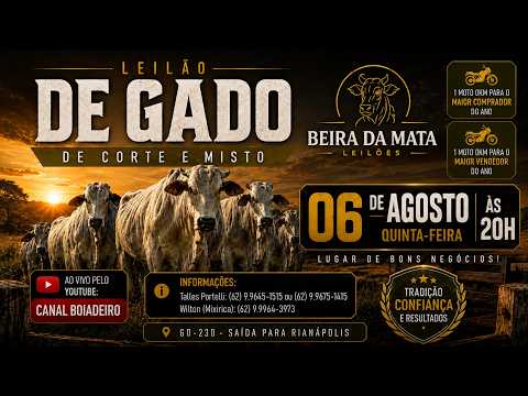 Beira da Mata Leilões - Uruana GO - Leilão de Gado de Corte em Goiás @canal.boiadeiro #live #gado