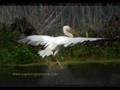 Danube Delta Romania