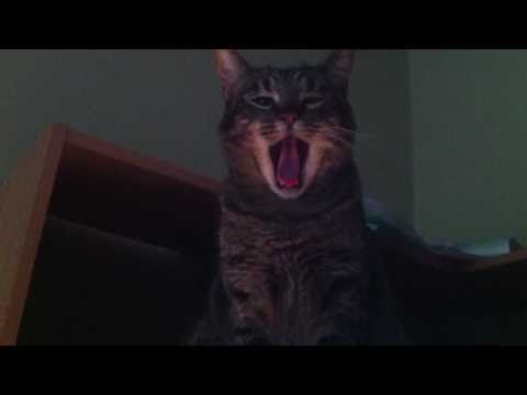 Du Bist Die Ruh - mit H.G. Kat