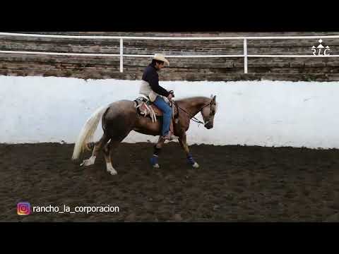 C15P6 EL CAMINO AL FUTURITY VIP - José Ramos