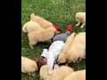 Golden Retriever Puppies Launch Cuteness Attack On Toddler
