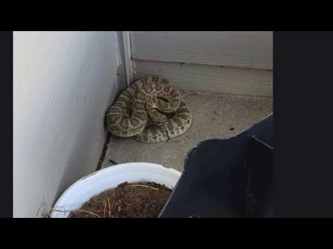 FedEx driver kills rattlesnake, apologizes in note about the blood