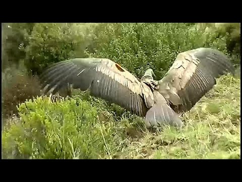 Kondor (3) wieder frei
