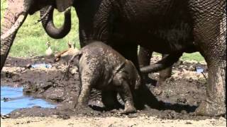 פיל תינוק יקר תקוע בבוץ | BBC Earth