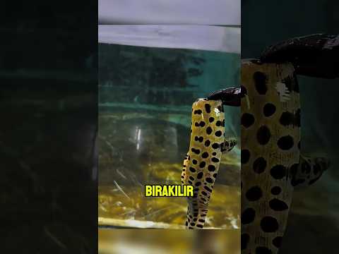 Elektrikli Yılan Balığı Arapaima ile Karşılaştığında ⚡