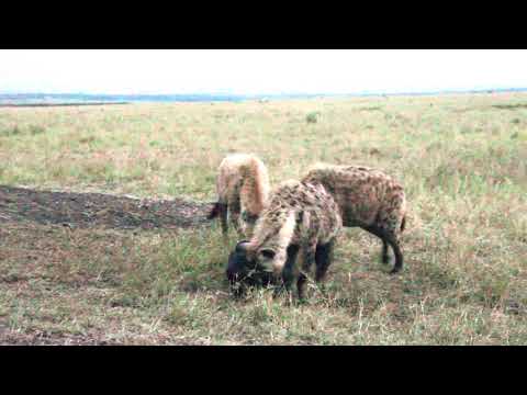 Spotted hyenas playing with a little black cub