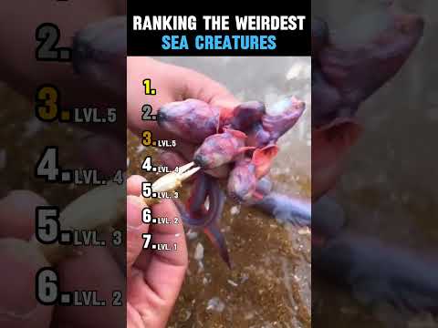RANKING THE WEIRDEST SEA CREATURES