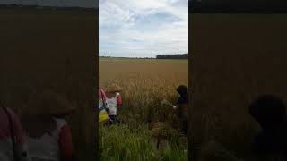 Download lagu Panen padi sawah Kec. Belitang Kab. Oku Timur, Palembang Prop. Sumatera Selatan. mp3 Download lagu Panen padi sawah Kec. Belitang Kab. Oku Timur, Palembang Prop. Sumatera Selatan. mp3
