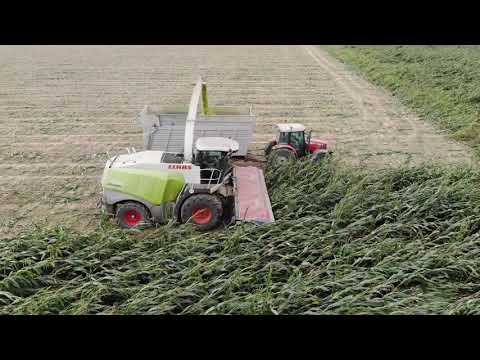 DOMAI MPD 612 JAGUAR  980 2019