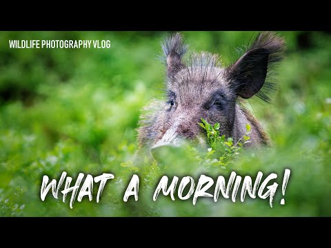 Stag Beetles AND Wild Boar. Does it get any better then this? | Wildlife Photography Vlog