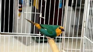 *Sea green parrot finch adult pair