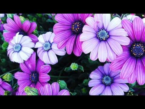 Ahle taqwa ki soorat bana lijiye | اہل تقوہ کی صورت بنالیجئے