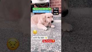 Download lagu අනේ ගෝනුස්සා විශ විදිනවා නැට්ටෙන් මුලදිම ඒ සුවදට එයා කන්නෙ හයියෝ 😭 mp3