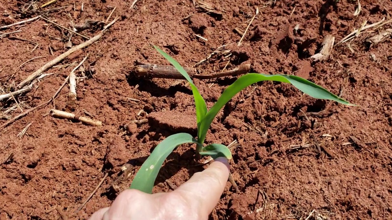 Definição dos estádios iniciais do desenvolvimento do milho