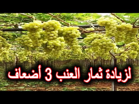 , title : 'زيادة إنتاج أشجار العنب ثلاثة أضعاف'