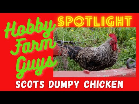 , title : 'HFG Farm Animal Spotlight: Scots Dumpy Chicken'