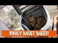 Mijn kat durft niet in de auto! | DierenpraatTV