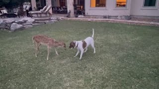 Dog and deer are best friends!