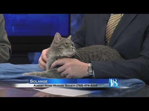 Solange the cat - Pet of the Week for Oct. 24