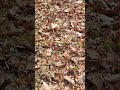 Rang Re Kasumbal Meto Kesuda No Lidho Jigneshkaviraj New Flowers Viral Video Status 2023