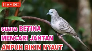 Download lagu lIVE Perkutut BETINA meMANGGIL jantan - ampuh bikin NYAUT mp3