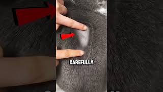 Download lagu What Happens When This Cat Gets Wet 😳 (@sr_kittyyyy on TT) mp3 Download lagu What Happens When This Cat Gets Wet 😳 (@sr_kittyyyy on TT) mp3