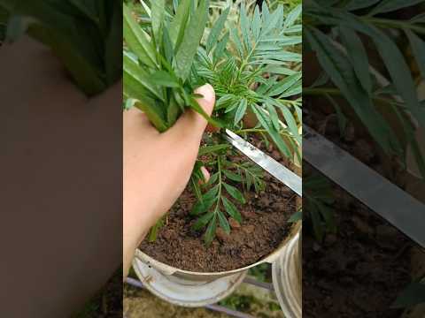 How to grow marigold flower by cutting..#gardening #flower #marigold ..