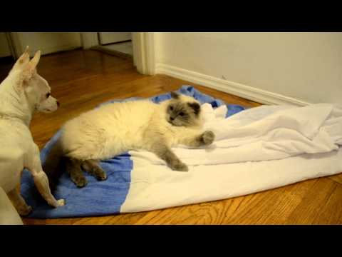 Chihuahua Playing with Cat