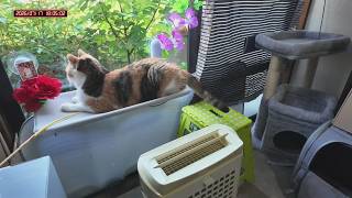 三毛猫フミちゃん　 LIVE配信　2026年7月17日　calico cat　(LIVE stream)