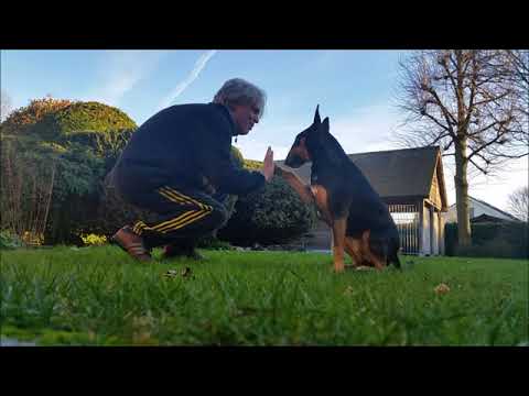 HANNAH Bull Terrier 12