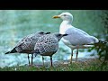 Mother European Herring Gull With Two Hungry Kids 4K
