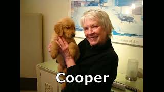 Video preview image #1 Golden Retriever Puppy For Sale in Enfield, CT, USA