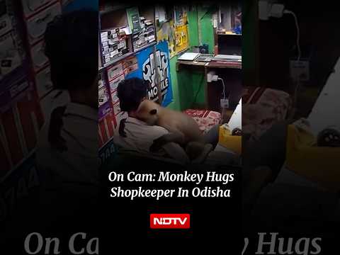 On Camera: Monkey Leaves Shopkeeper Stunned With Adorable Hug In Odisha