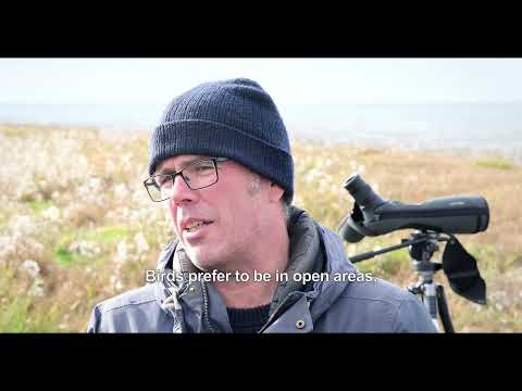 Westhoek: an important resting place for birds in the Wadden Sea